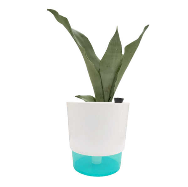 Sansevieria Moonshine