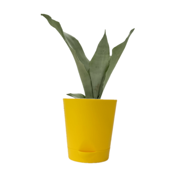 Sansevieria Moonshine - Image 3