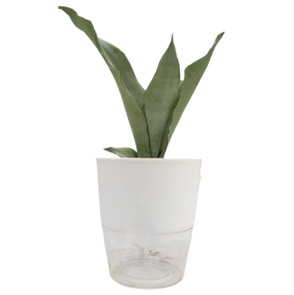 Sansevieria Moonshine - Image 4