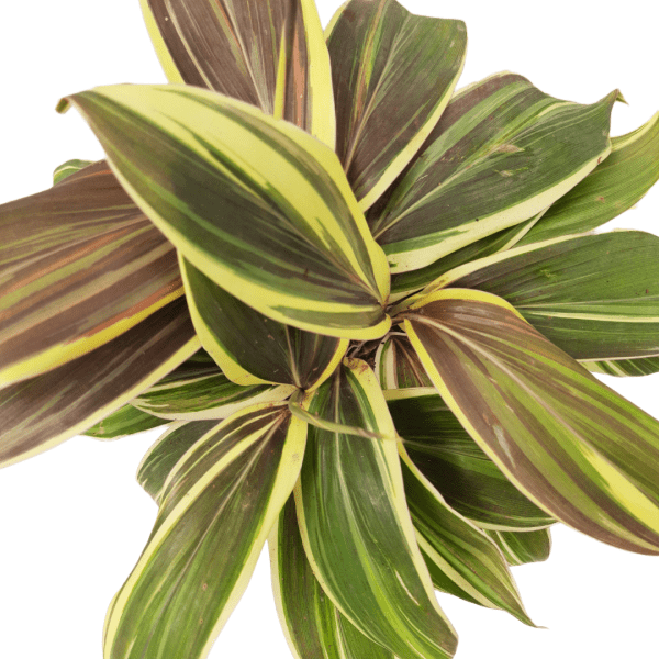 Cordyline Fruiticosa Miss Andrea Plant - Image 2