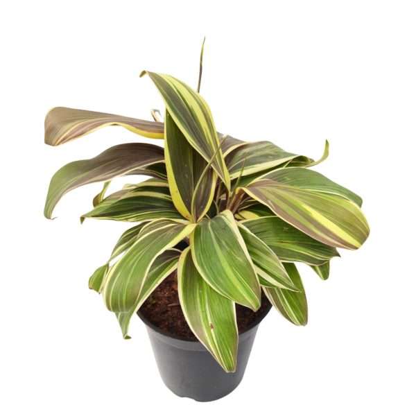 Cordyline Fruiticosa Miss Andrea Plant - Image 3