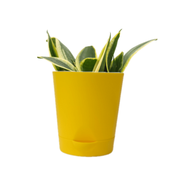 Sansevieria Jade Marginata - Image 4