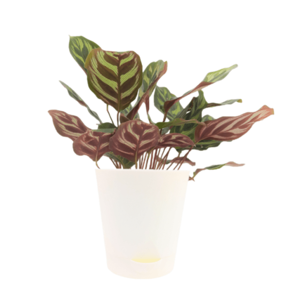 Calathea Makoyana - Image 4