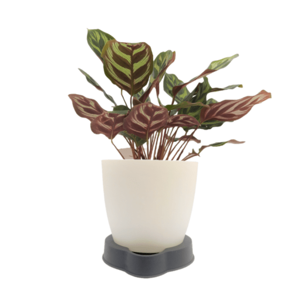 Calathea Makoyana - Image 5