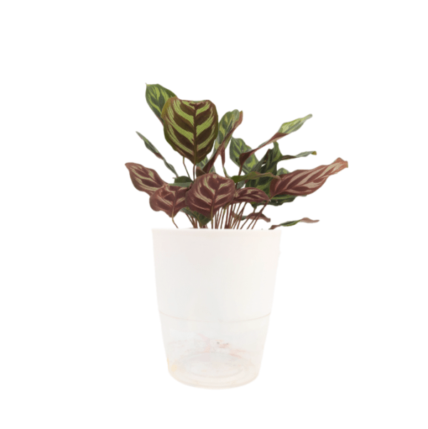 Calathea Makoyana - Image 6