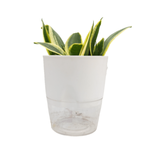 Sansevieria Jade Marginata - Image 5