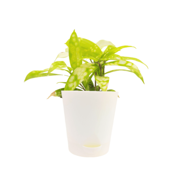 Dracaena Golden Milky Plant - Image 4