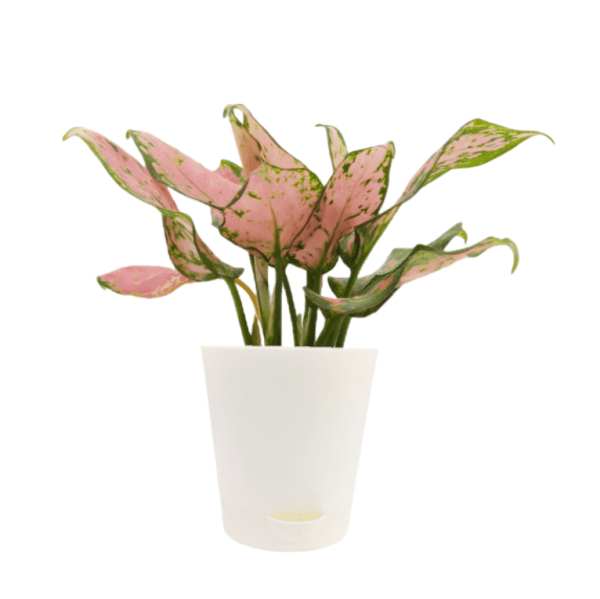 Aglaonema Pink Valentine - Image 5