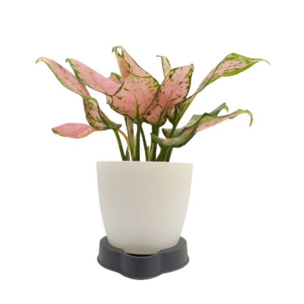 Aglaonema Pink Valentine - Image 4