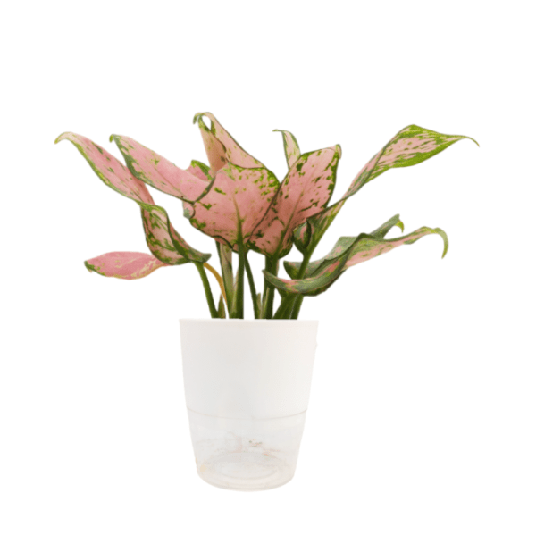 Aglaonema Pink Valentine - Image 6