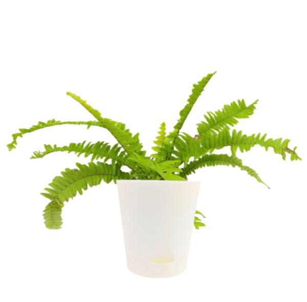 Golden Fern - Image 3