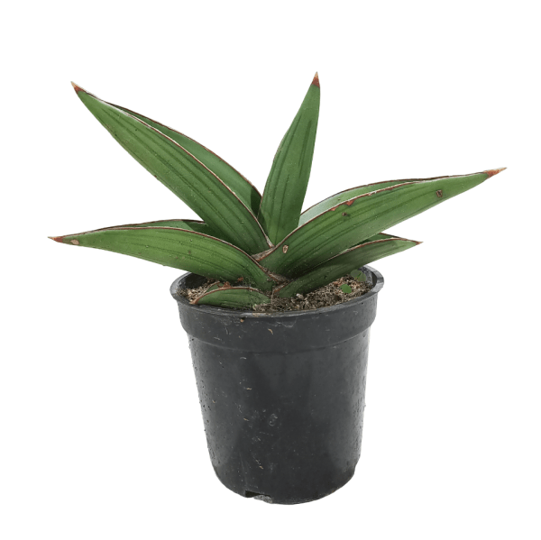 Sansevieria Samurai - Image 8