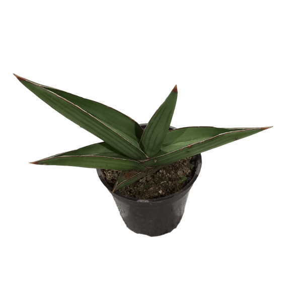 Sansevieria Samurai - Image 3