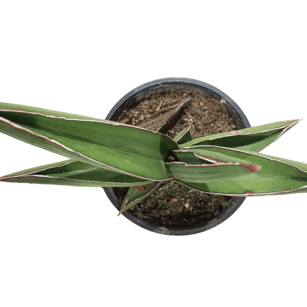 Sansevieria Samurai - Image 2