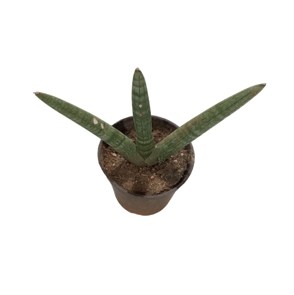 Sansevieria Boncel - Image 3