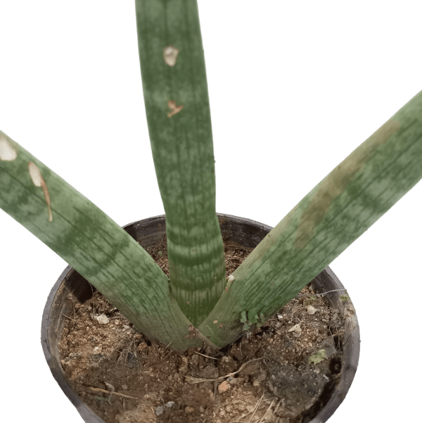 Sansevieria Boncel - Image 2