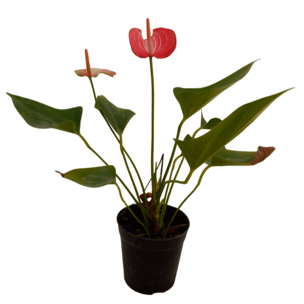 Anthurium Livium - Image 7