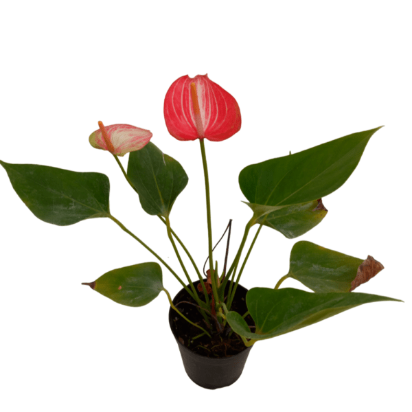 Anthurium Livium - Image 3