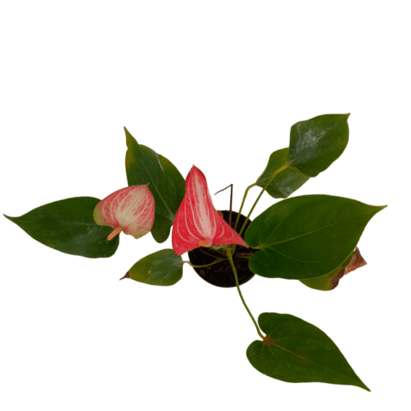 Anthurium Livium - Image 2