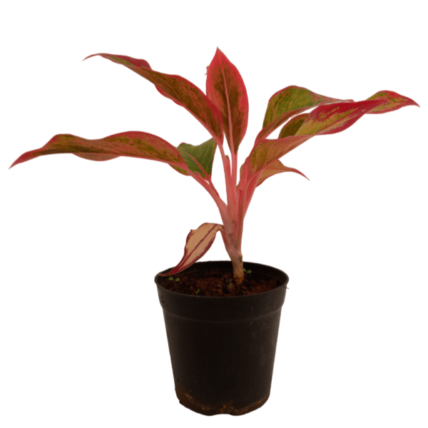 Aglaonema Lipstick Red - Image 7