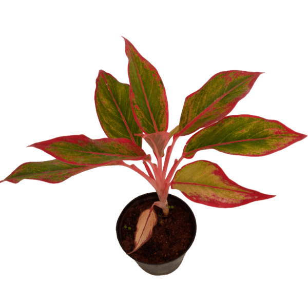 Aglaonema Lipstick Red - Image 3