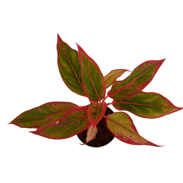 Aglaonema Lipstick Red - Image 2