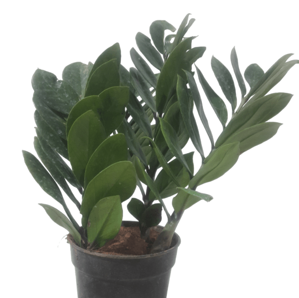 ZZ Plant - Image 7