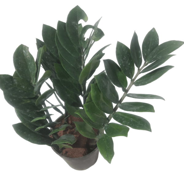 ZZ Plant - Image 3