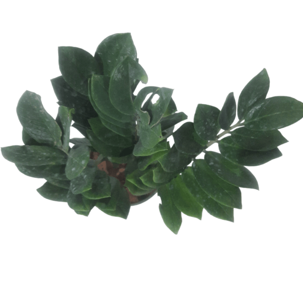 ZZ Plant - Image 2