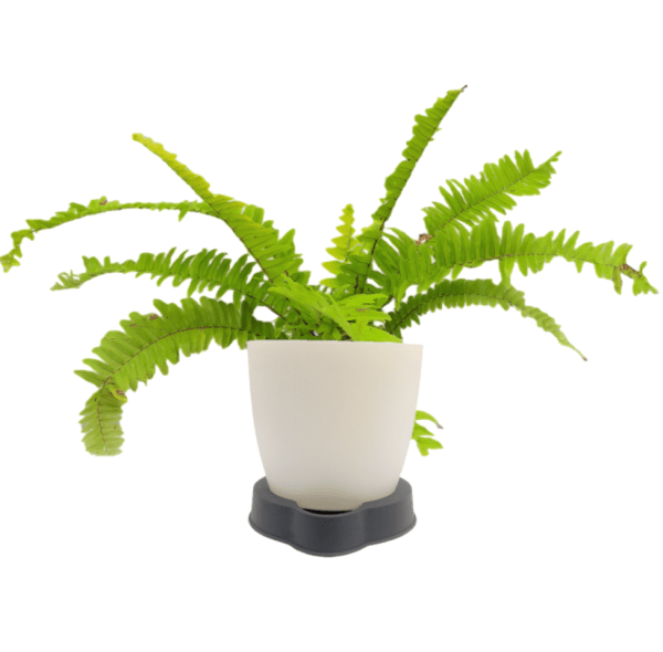 Golden Fern - Image 4