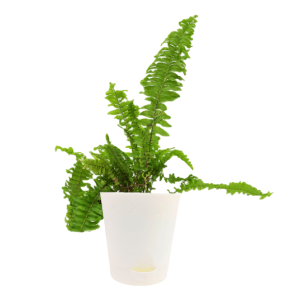 Green Fern - Image 3