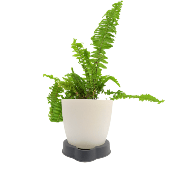 Green Fern - Image 4
