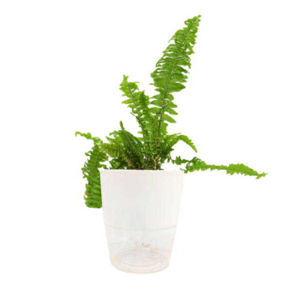 Green Fern - Image 5