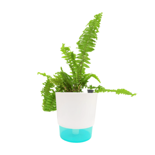 Green Fern