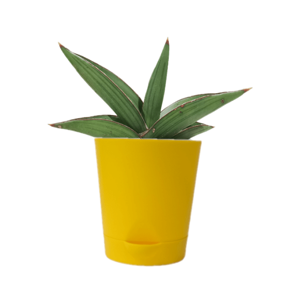 Sansevieria Samurai - Image 5