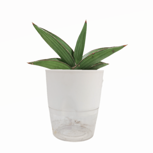 Sansevieria Samurai - Image 6