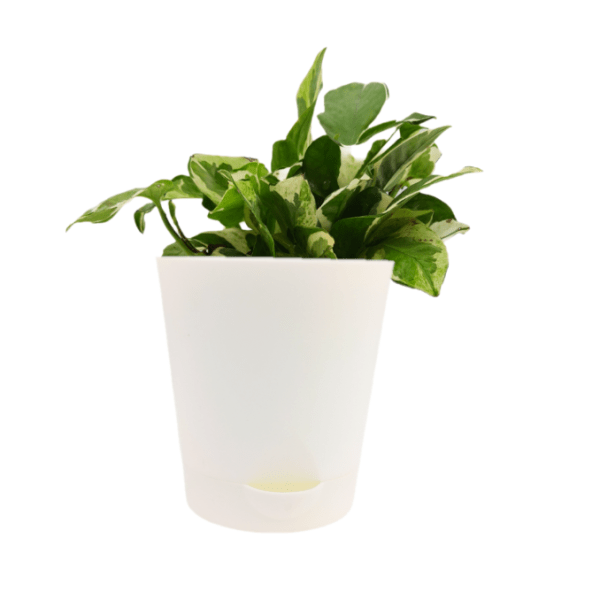 N'joy Money Plant - Image 4