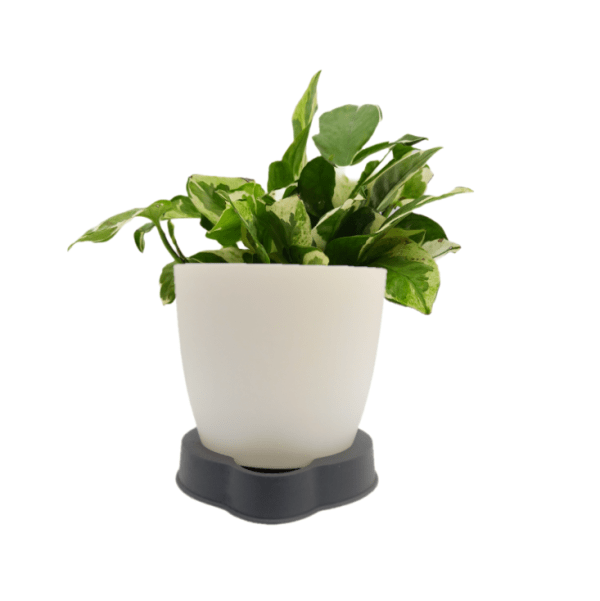 N'joy Money Plant - Image 5