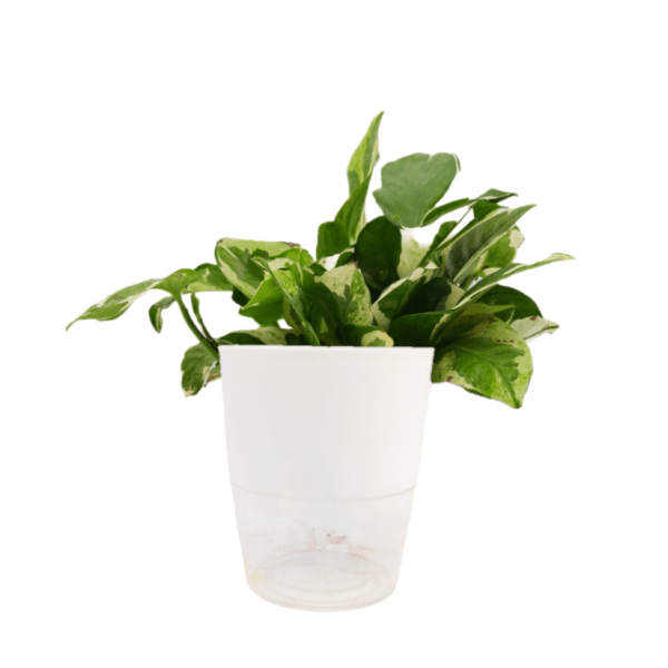 N'joy Money Plant - Image 6