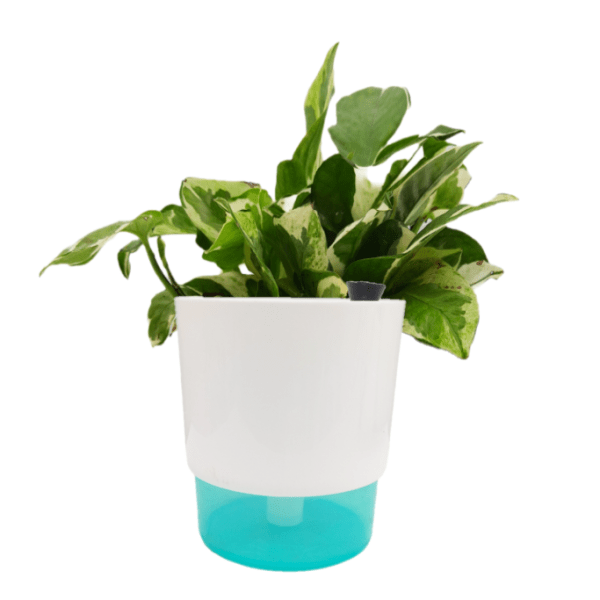 N'joy Money Plant