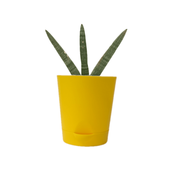 Sansevieria Boncel - Image 5