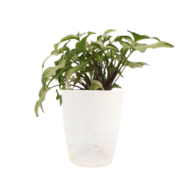 Syngonium Starlight Variegated - Image 6