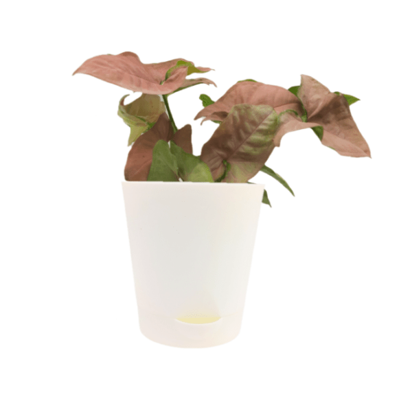 Syngonium Pink - Image 3