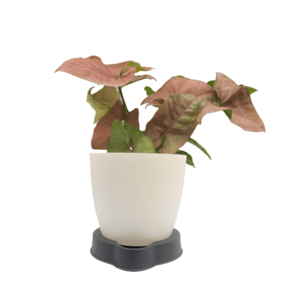 Syngonium Pink - Image 4