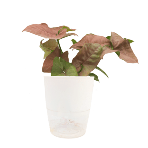 Syngonium Pink - Image 5