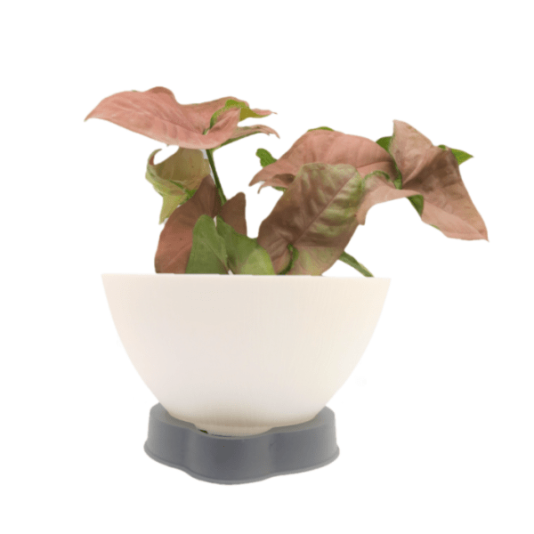 Syngonium Pink - Image 6