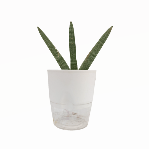 Sansevieria Boncel - Image 7