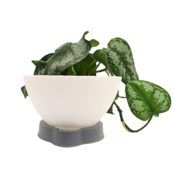 Silver Princess Pothos - Image 9