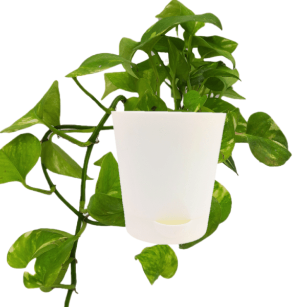 Golden Money Plant - Image 4