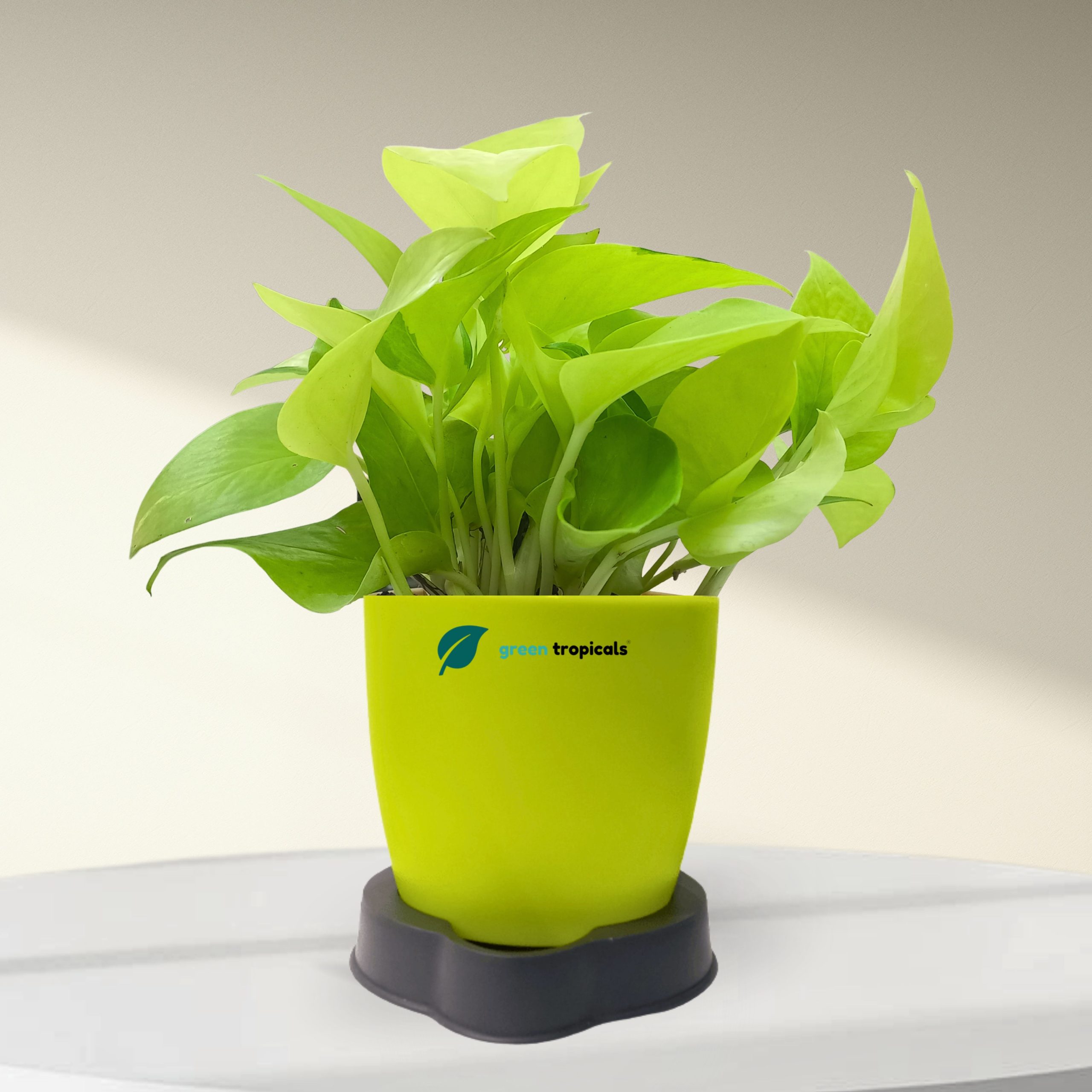 Golden Money Plant with Self Watering Pot